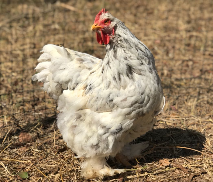 Galinha Cochin clara com penas volumosas até os pés – ornamental